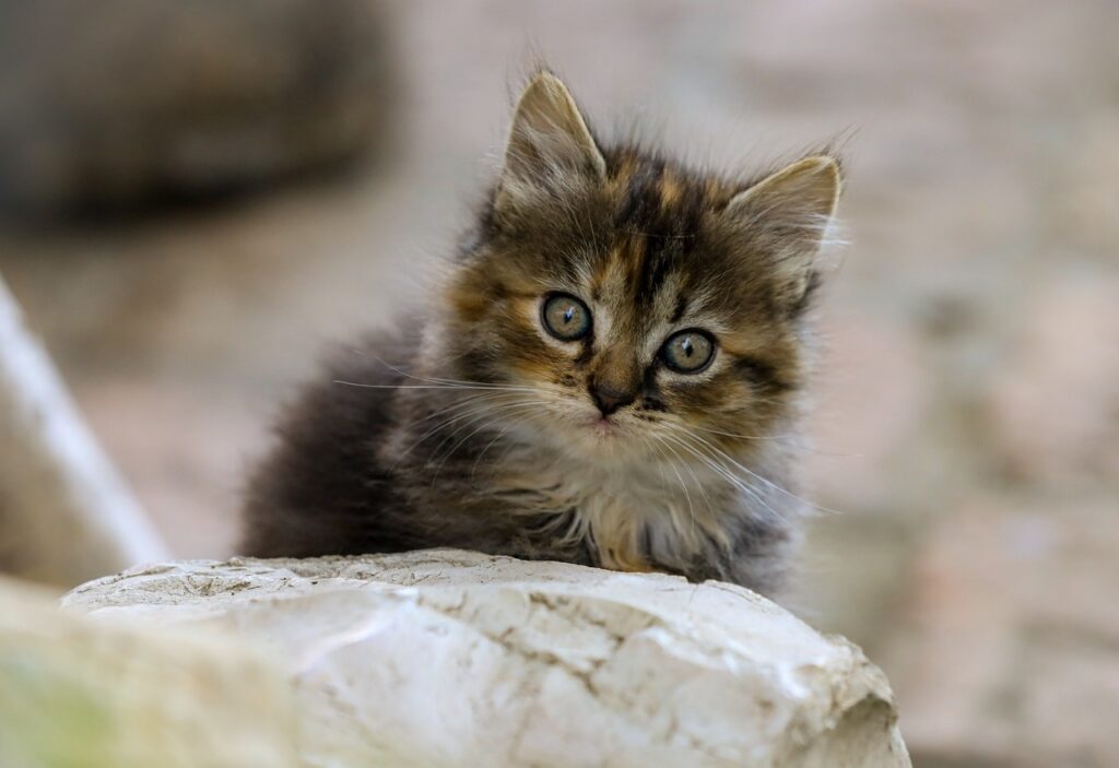 Fluffy tabby kitten staring curiously on stone