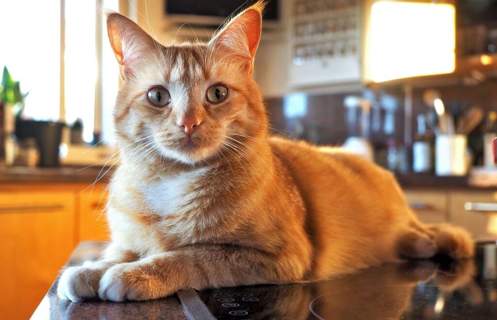 Ginger cat resting on kitchen countertop