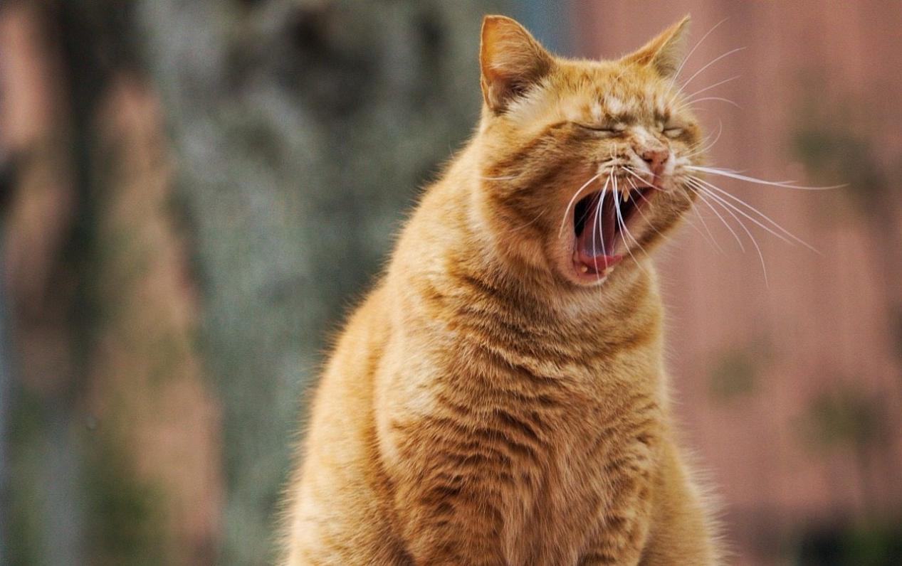 Ginger tabby cat yawning outdoors