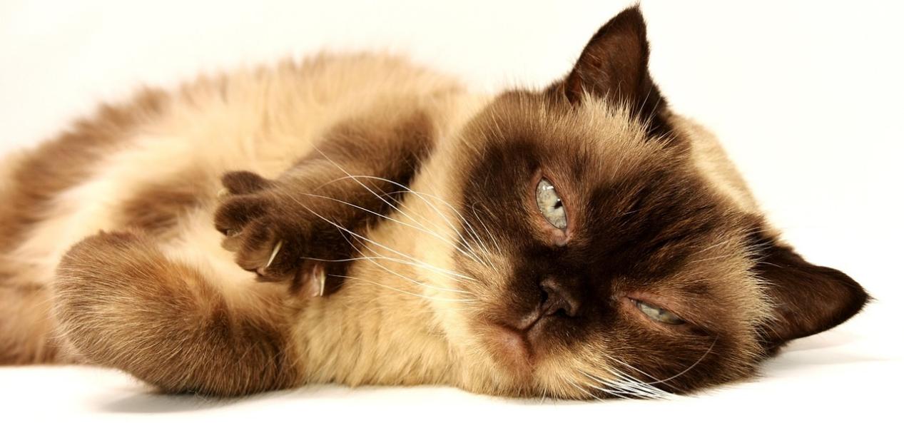 Fluffy seal point cat lying lazily on white background