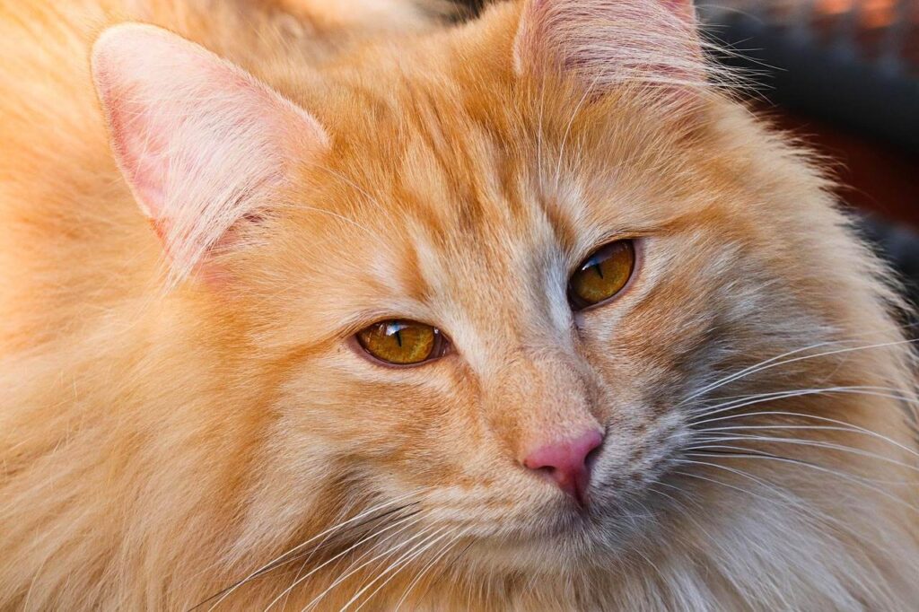Long-haired fluffy orange cat close-up portrait
