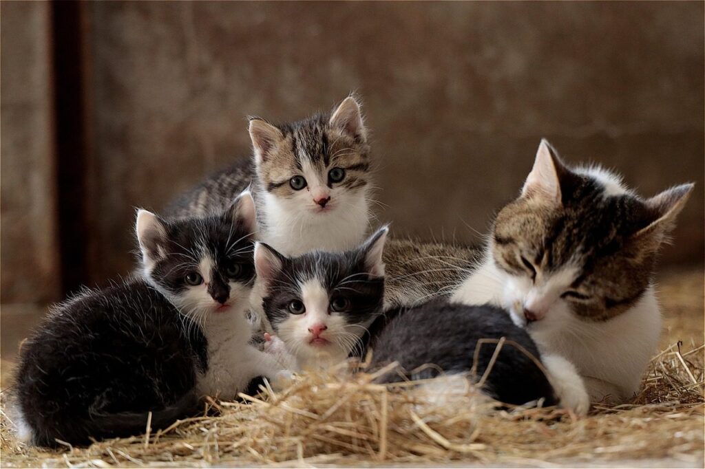 Mother cat snuggling three tabby and white kittens on hay