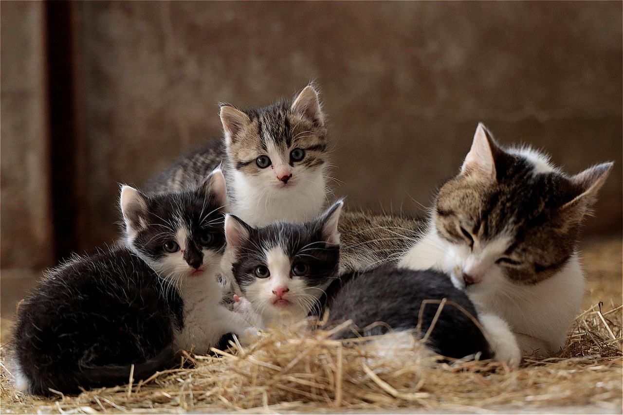How to Control Feline Coronavirus in a Cattery and Reduce FIP Risk