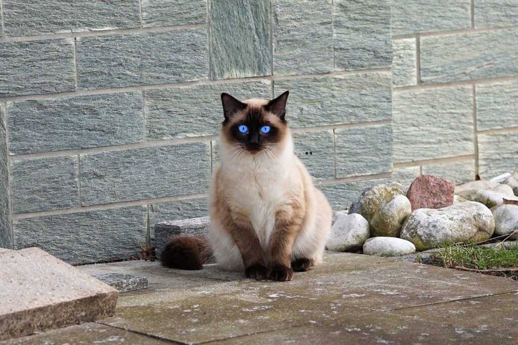 Siamese cat with bright blue eyes sitting outdoors