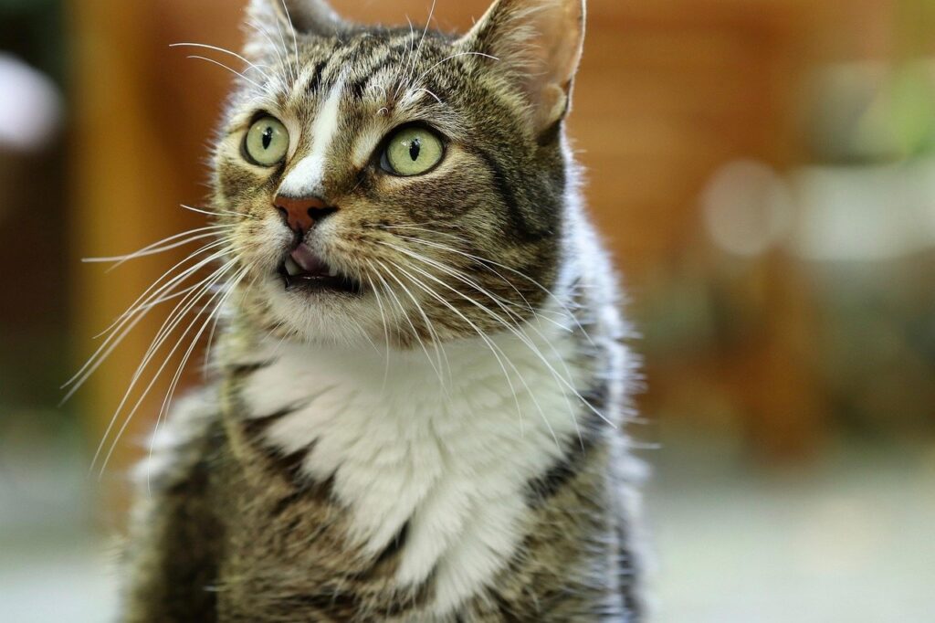 Surprised tabby cat with white chest looking up