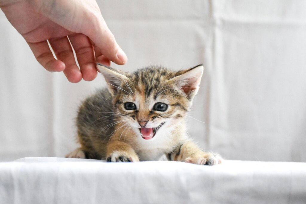Tiny hissing tabby kitten beside human hand