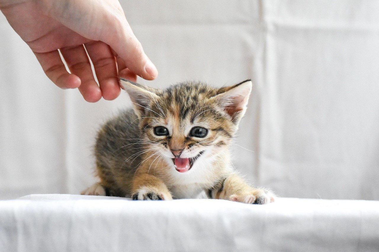 GS-441524 for Cats: FIP Success Rates & Treatment Insights