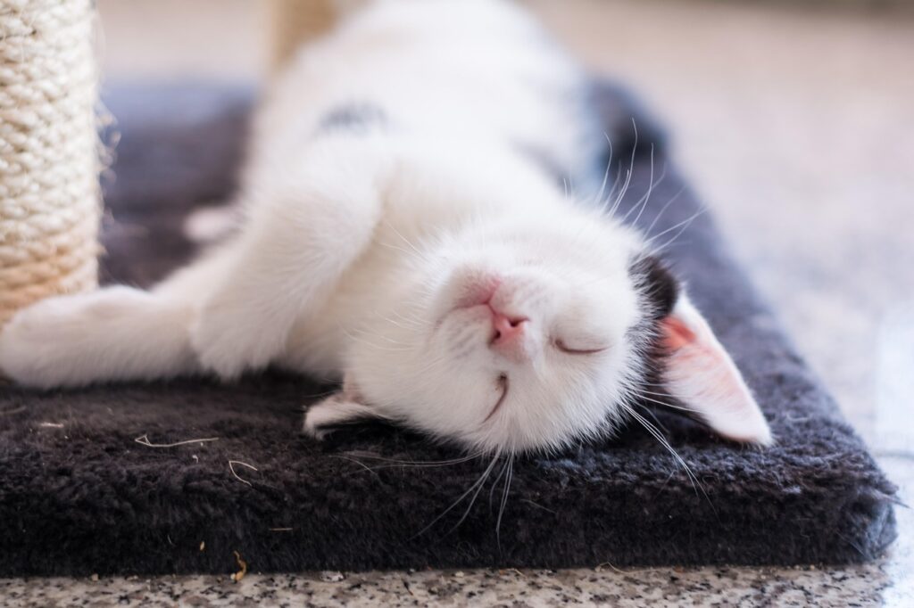 White kitten sleeping on its back on cat tree mat