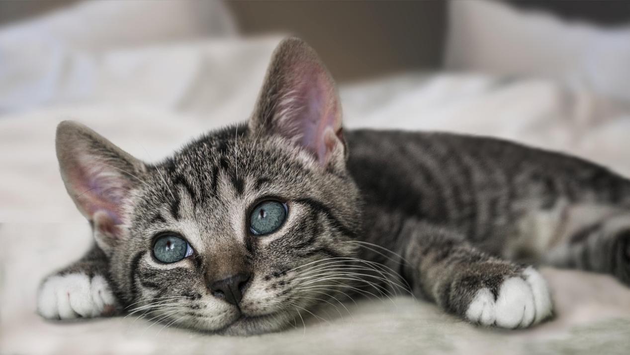 Cute grey tabby kitten with bright blue eyes on bed