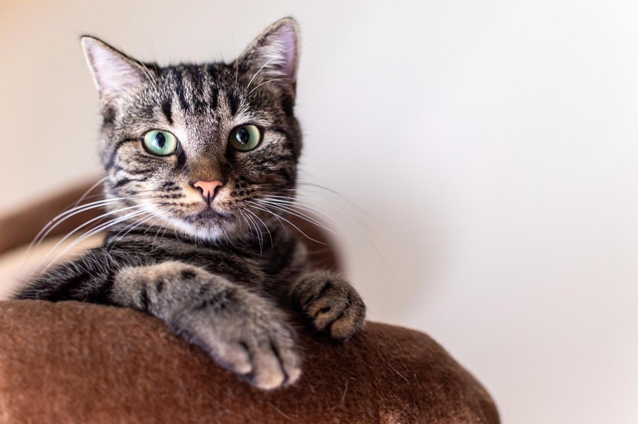 Grey tabby cat with green eyes resting on brown sofa