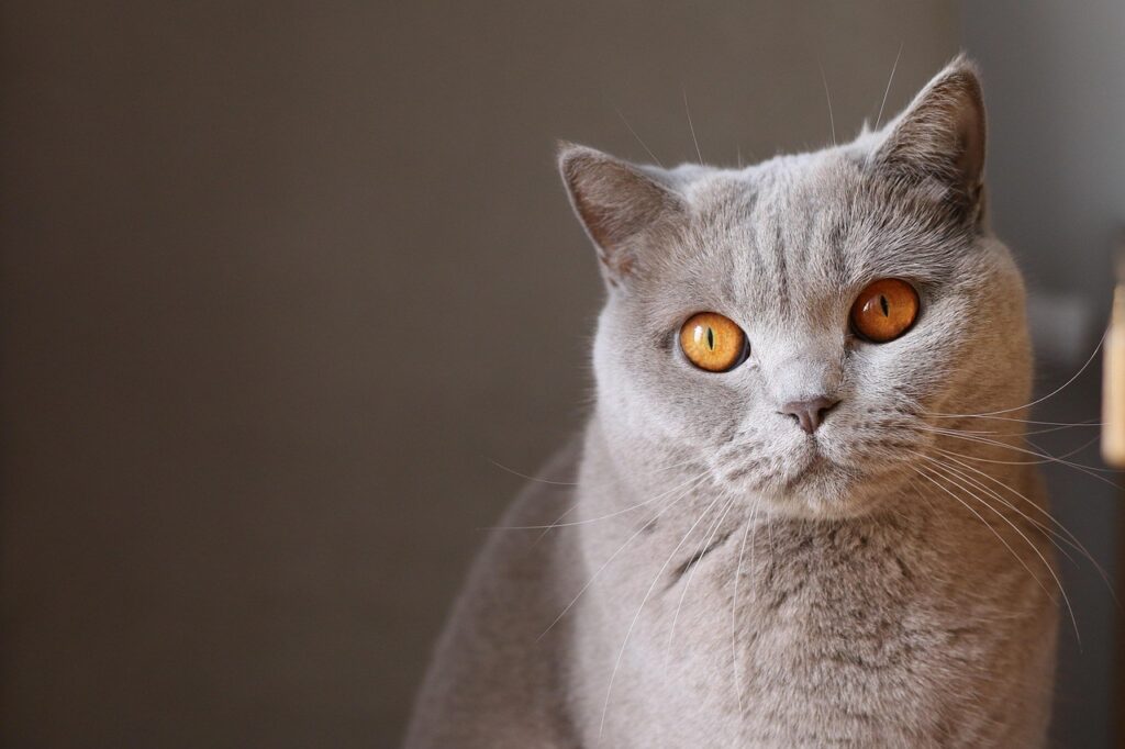 Blue British Shorthair cat close‑up with amber eyes