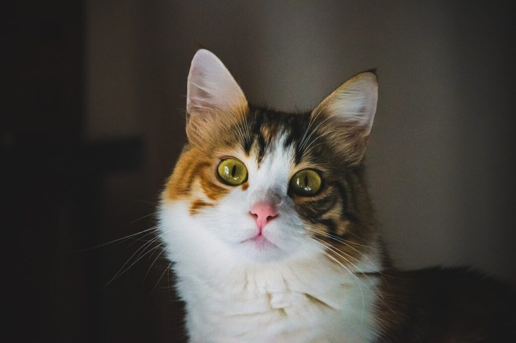 Close‑up of calico‑white cat with green eyes