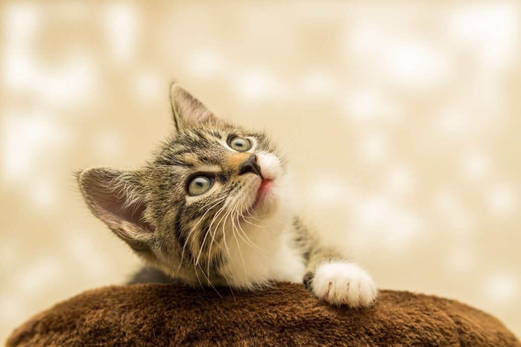 Curious tabby kitten looking upward