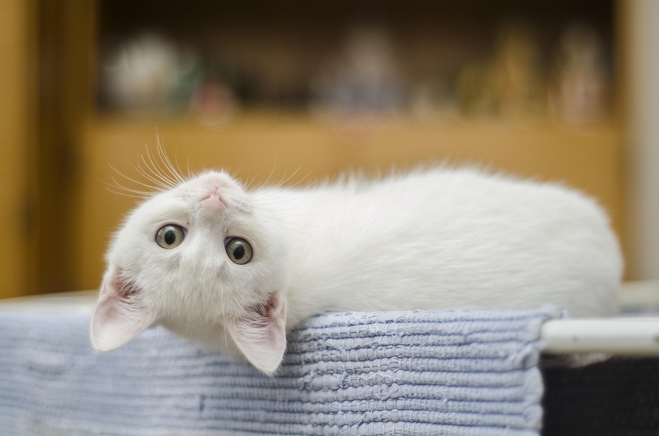 GS-441524 for FIP Cats: What to Monitor in the First 14 Days