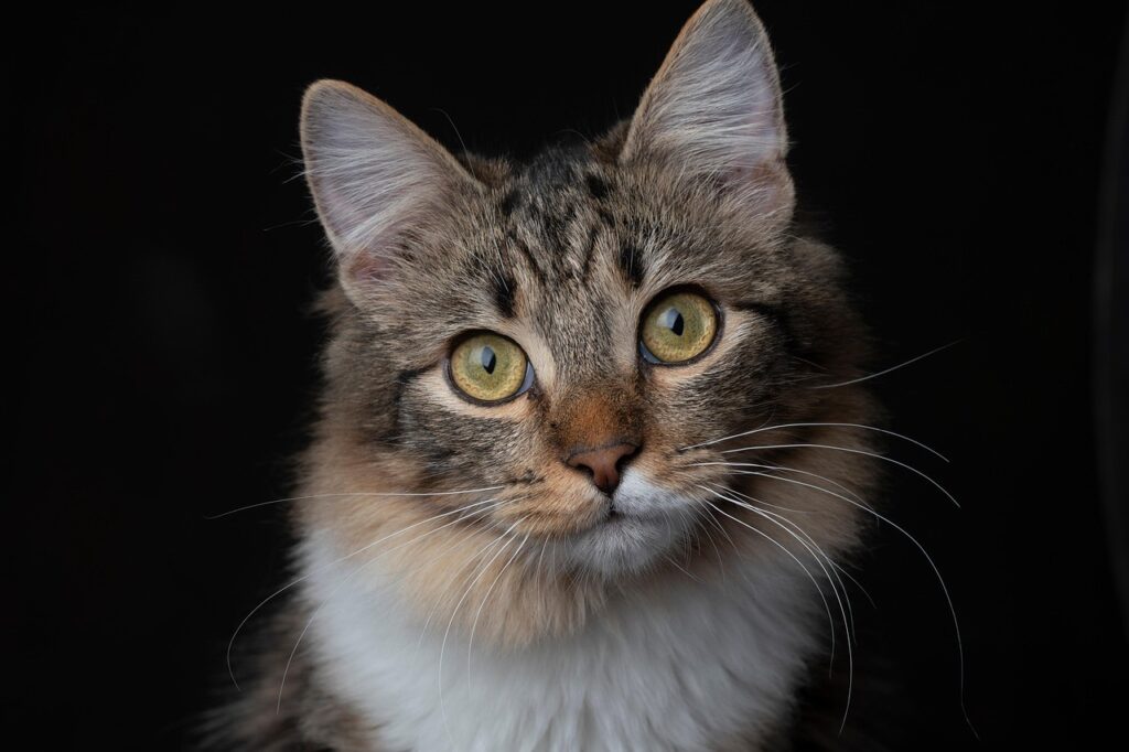 Long‑haired tabby‑white cat on black background