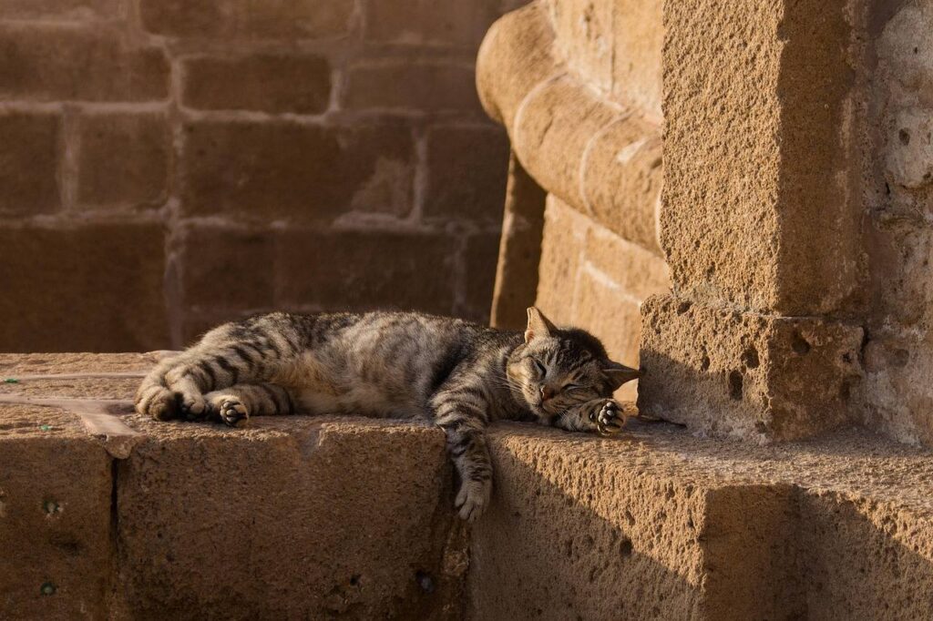Tabby cat sleeping on sunlit stone ledge