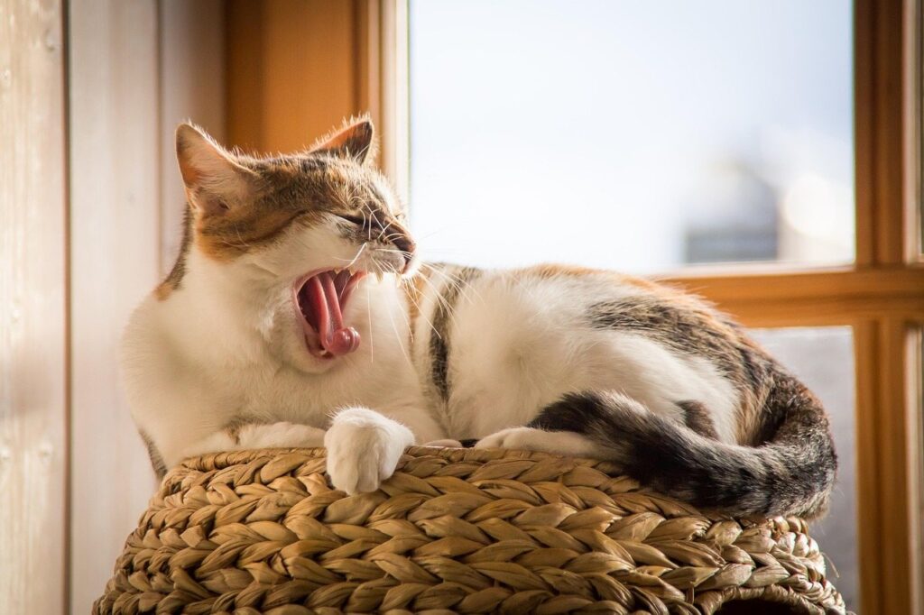Tri‑color cat yawning on woven basket by window